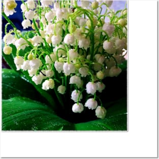 bouquet lily of the valley Posters and Art